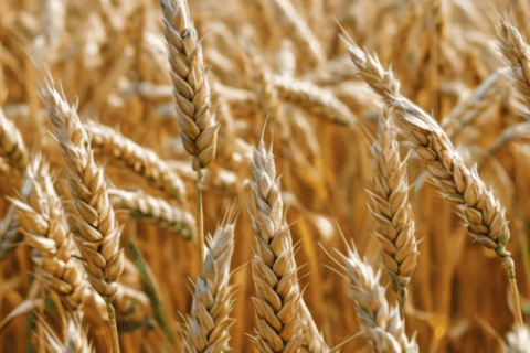 Latest Wheat Price in Pakistan 2024