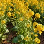 Latest Mustard Price in Pakistan 2024