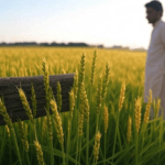 Latest Wheat Price Updates in Pakistan (2025): Sindh & Punjab Govt Rates Revealed!